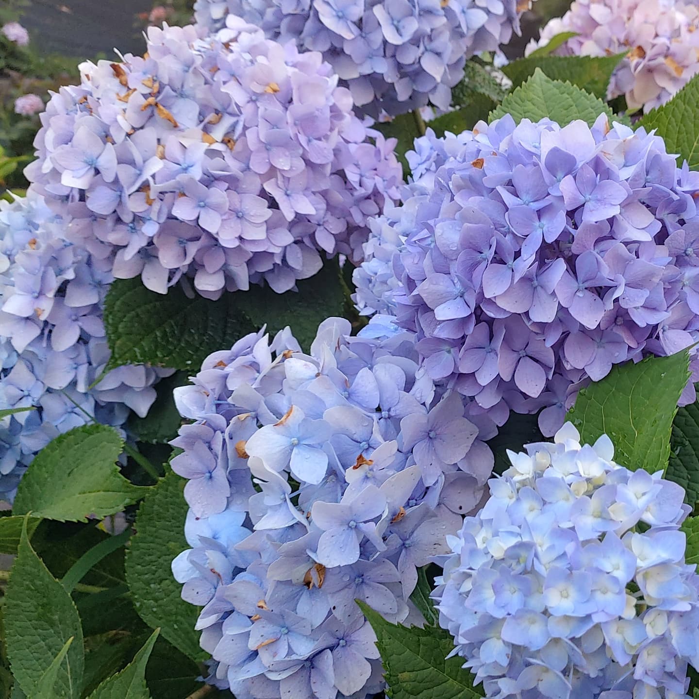 프로필사진