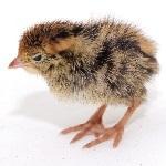 Tistory profile picture for @fixable