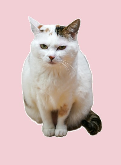 블로그 이미지