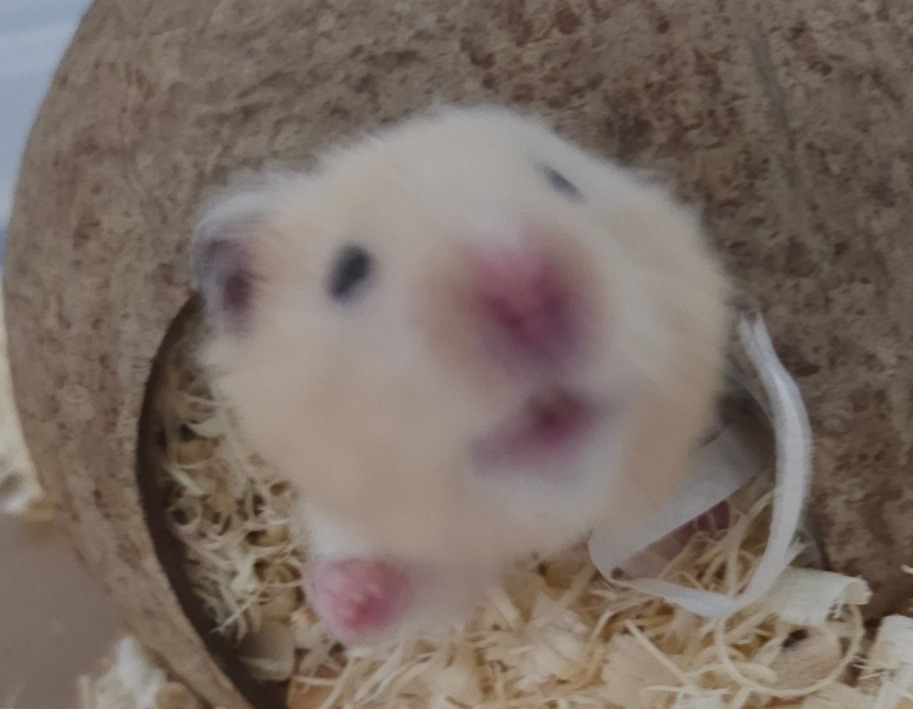 삼색꼬치전