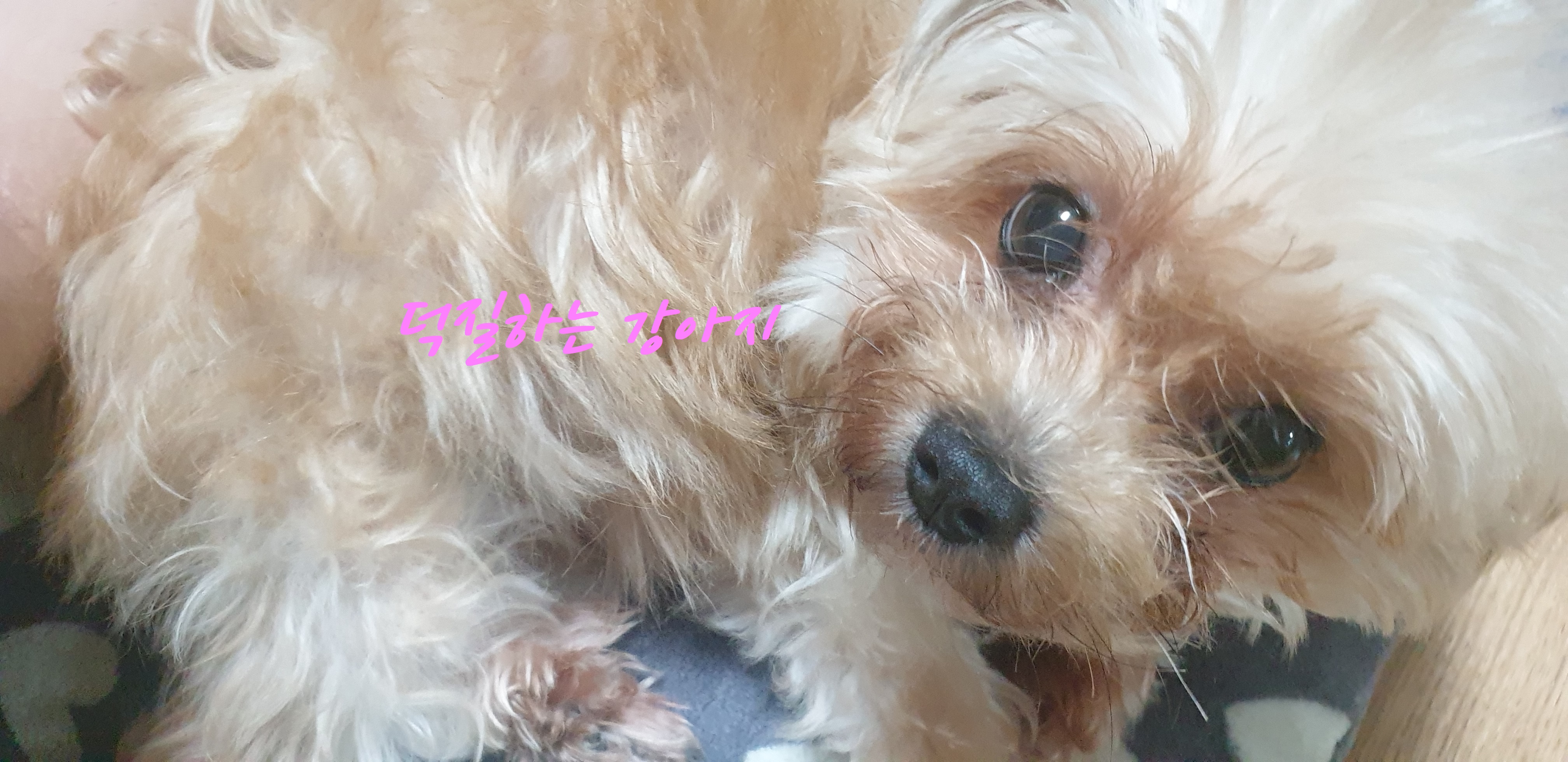 덕질하는 강아지