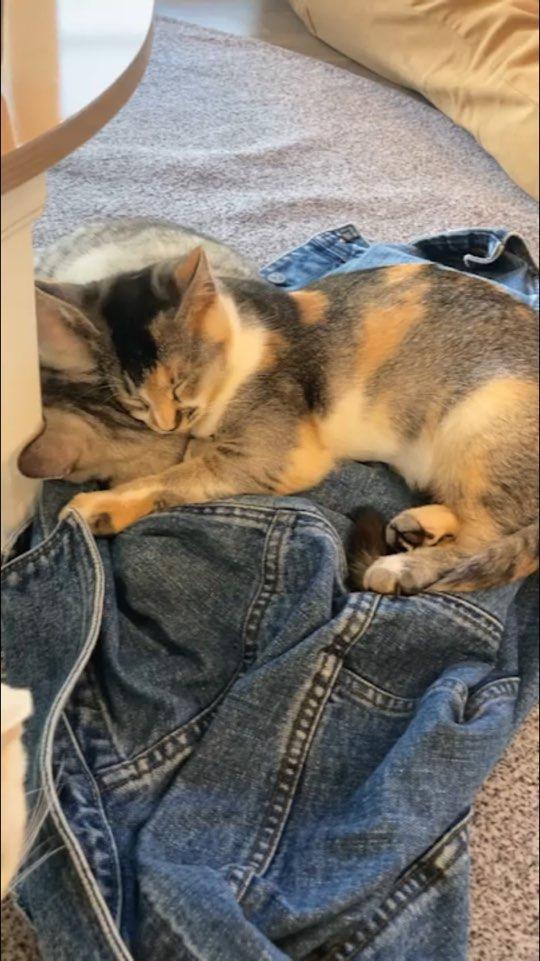 메론러버