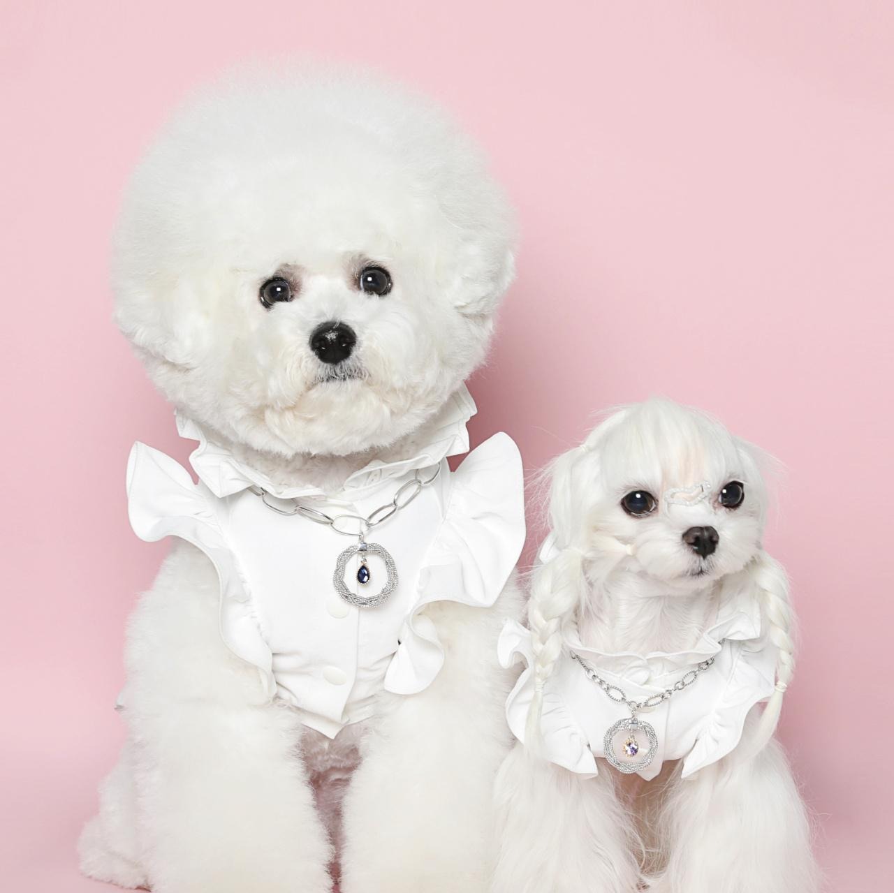 Jinju best sale bichon frise