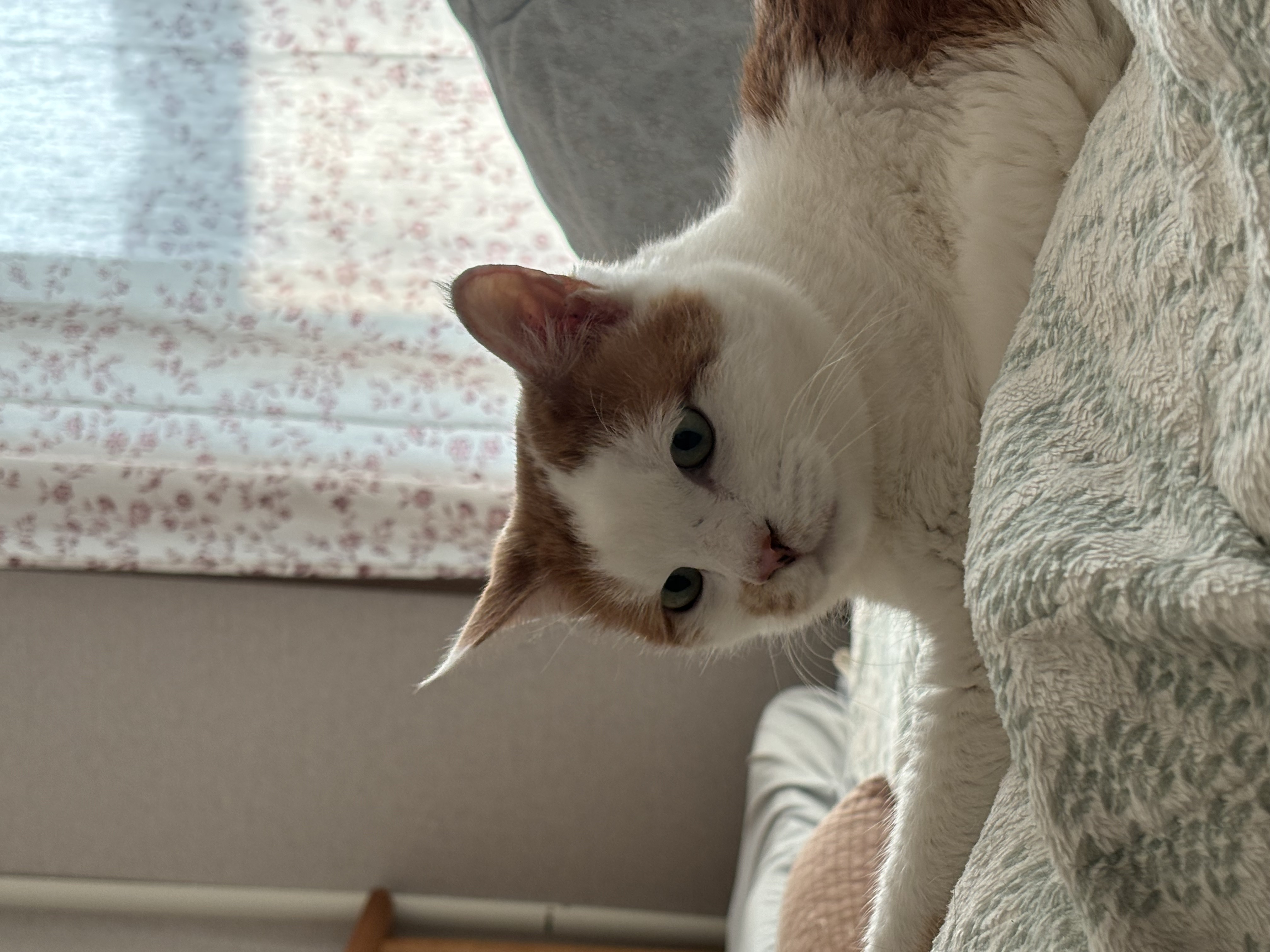 sooomni