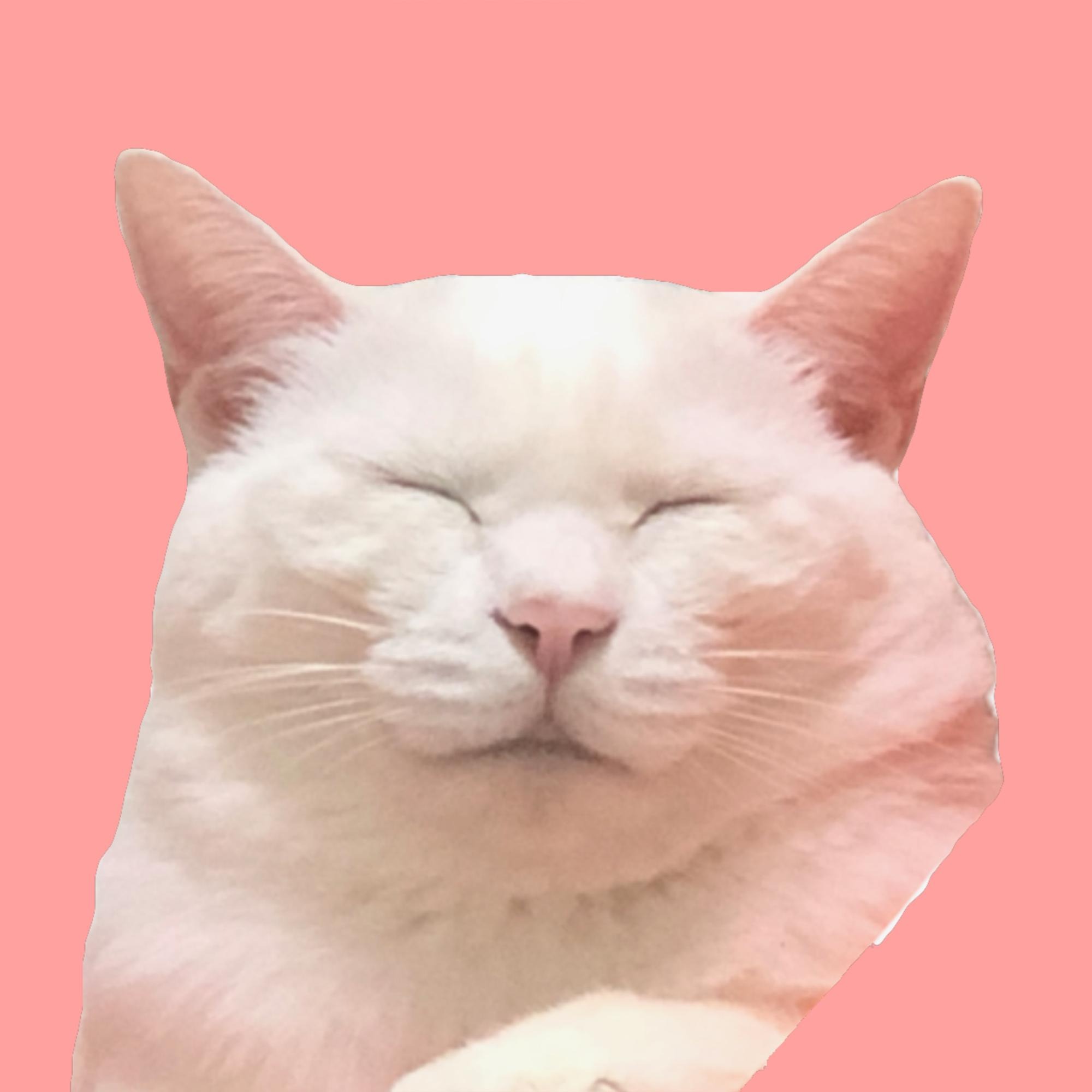 프로필사진