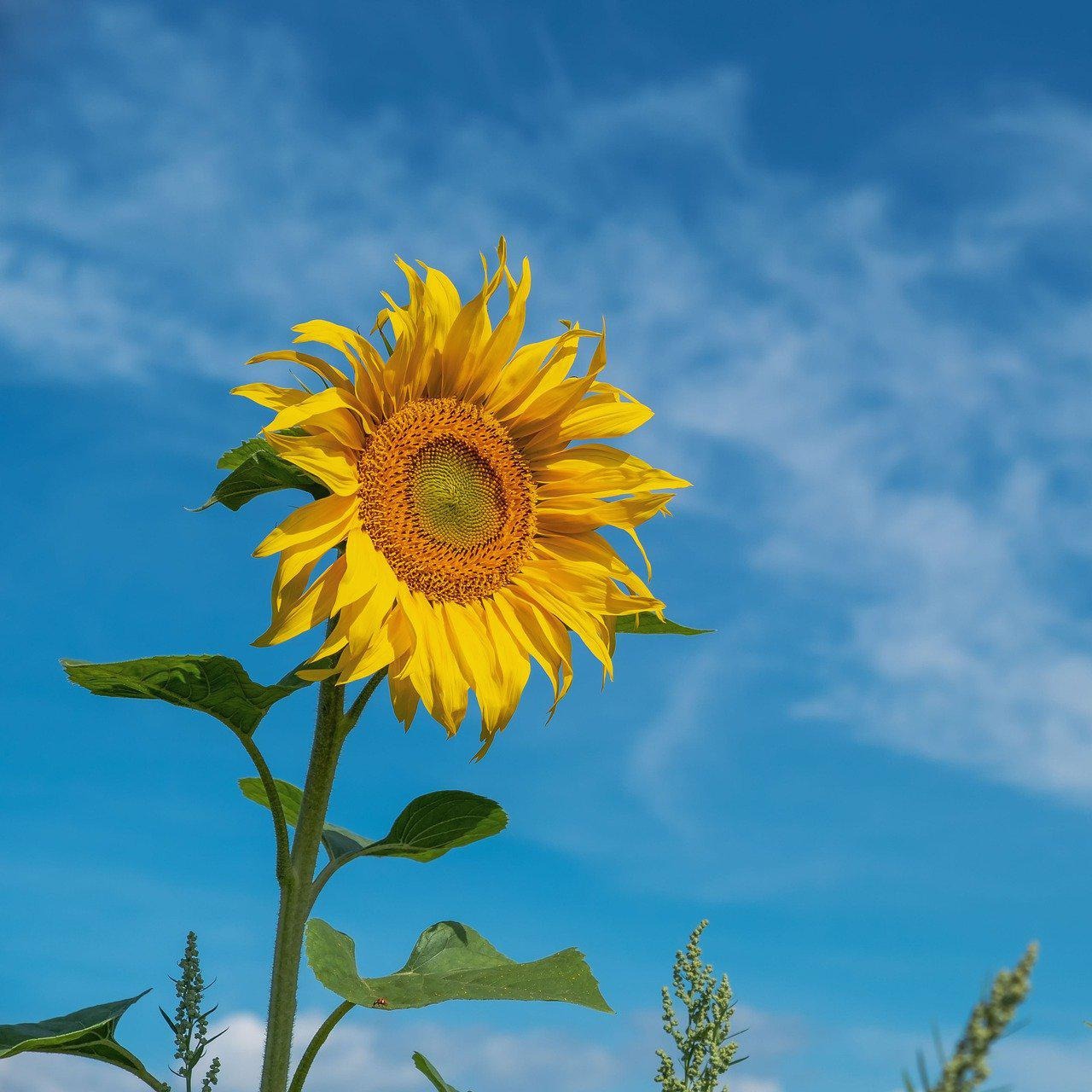 Tistory profile picture for @sunflowers