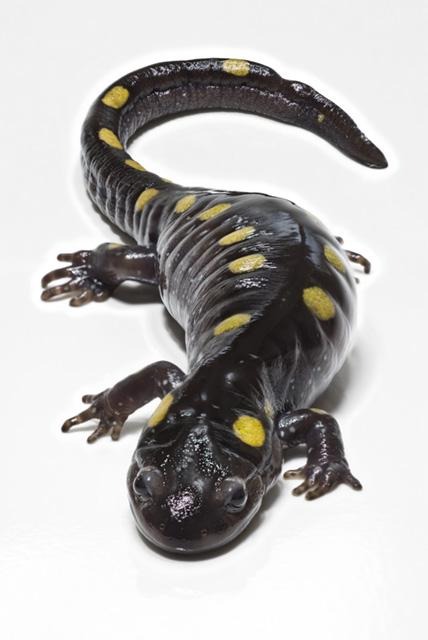 Tistory profile picture for @salamander