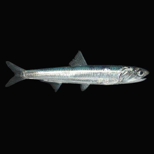 Anchovy ʕ-᷅ᴥ-᷄ʔ
