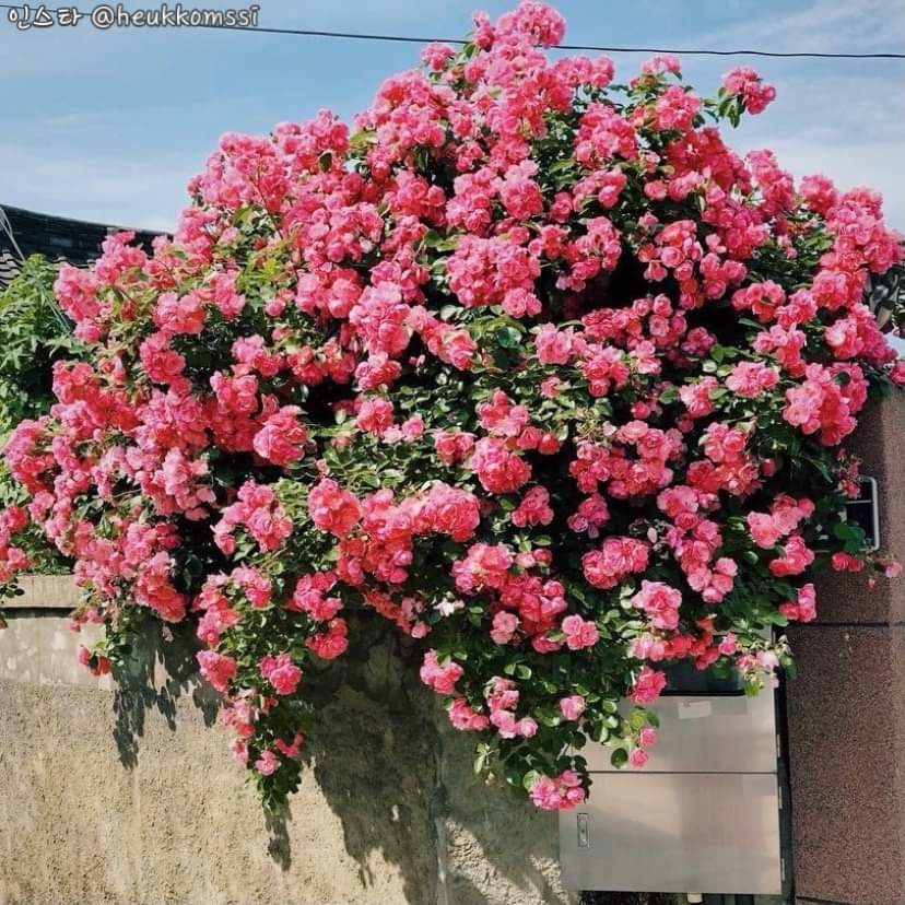 프로필사진