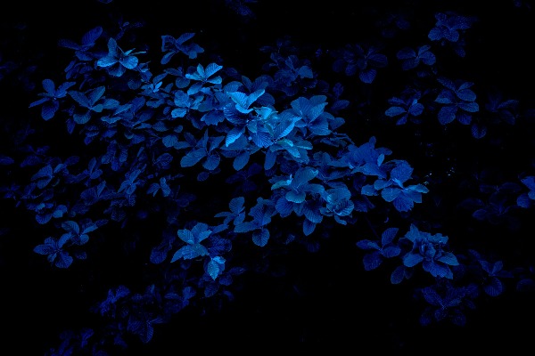 blu3fishez