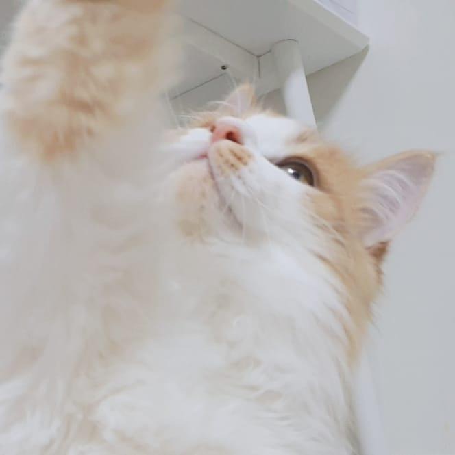 summercat