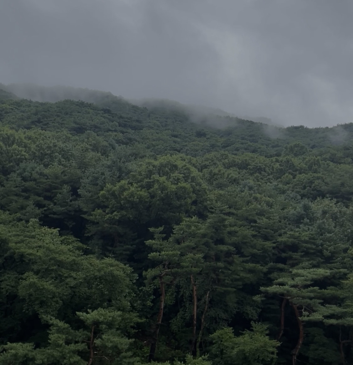 프로필 배경