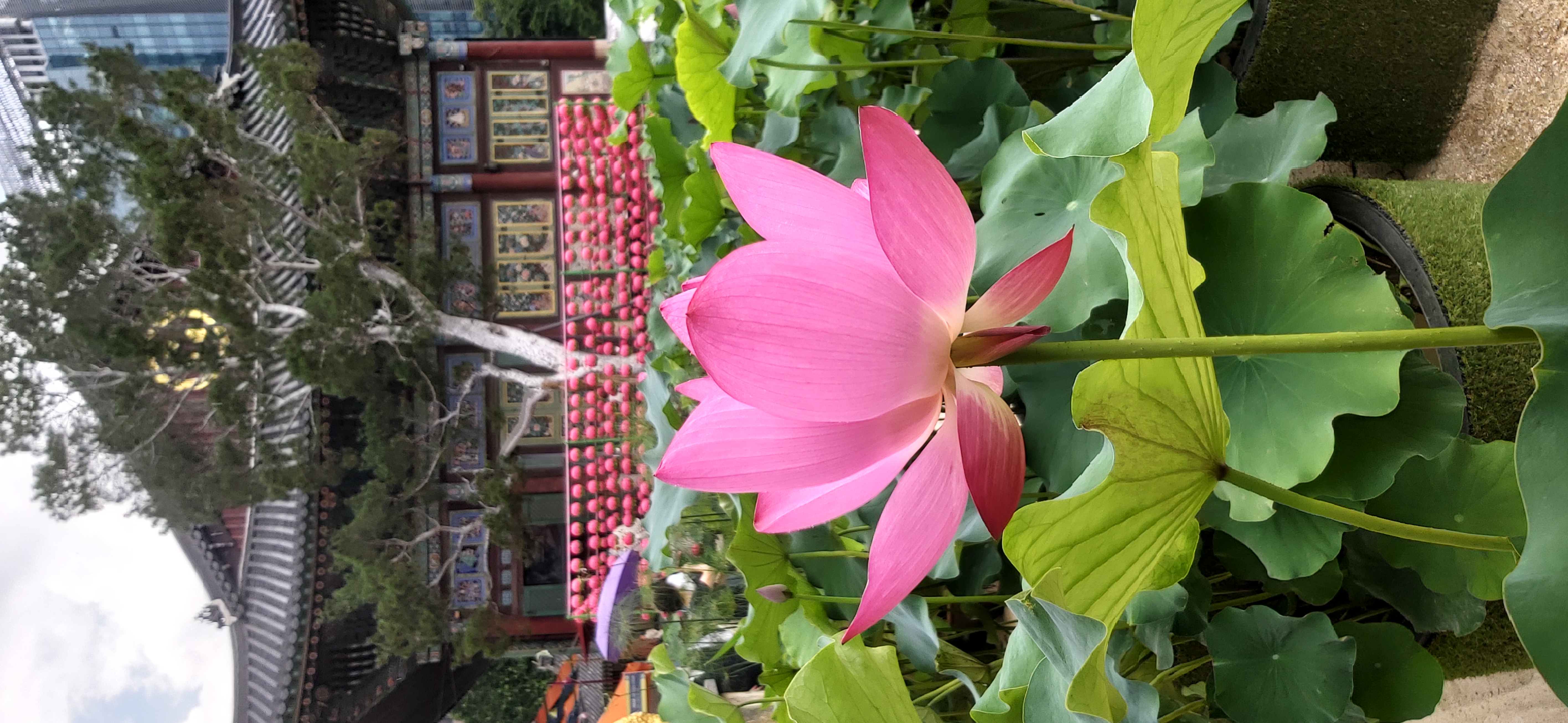 프로필사진