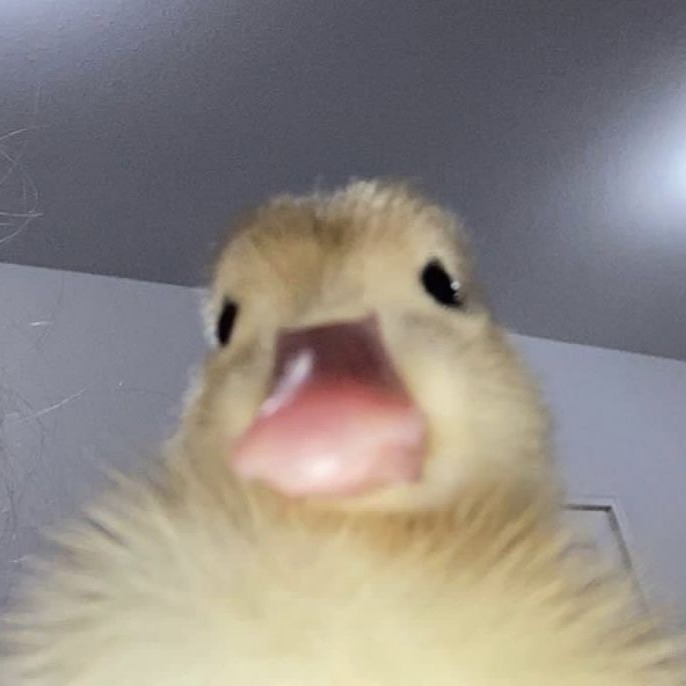신유댕