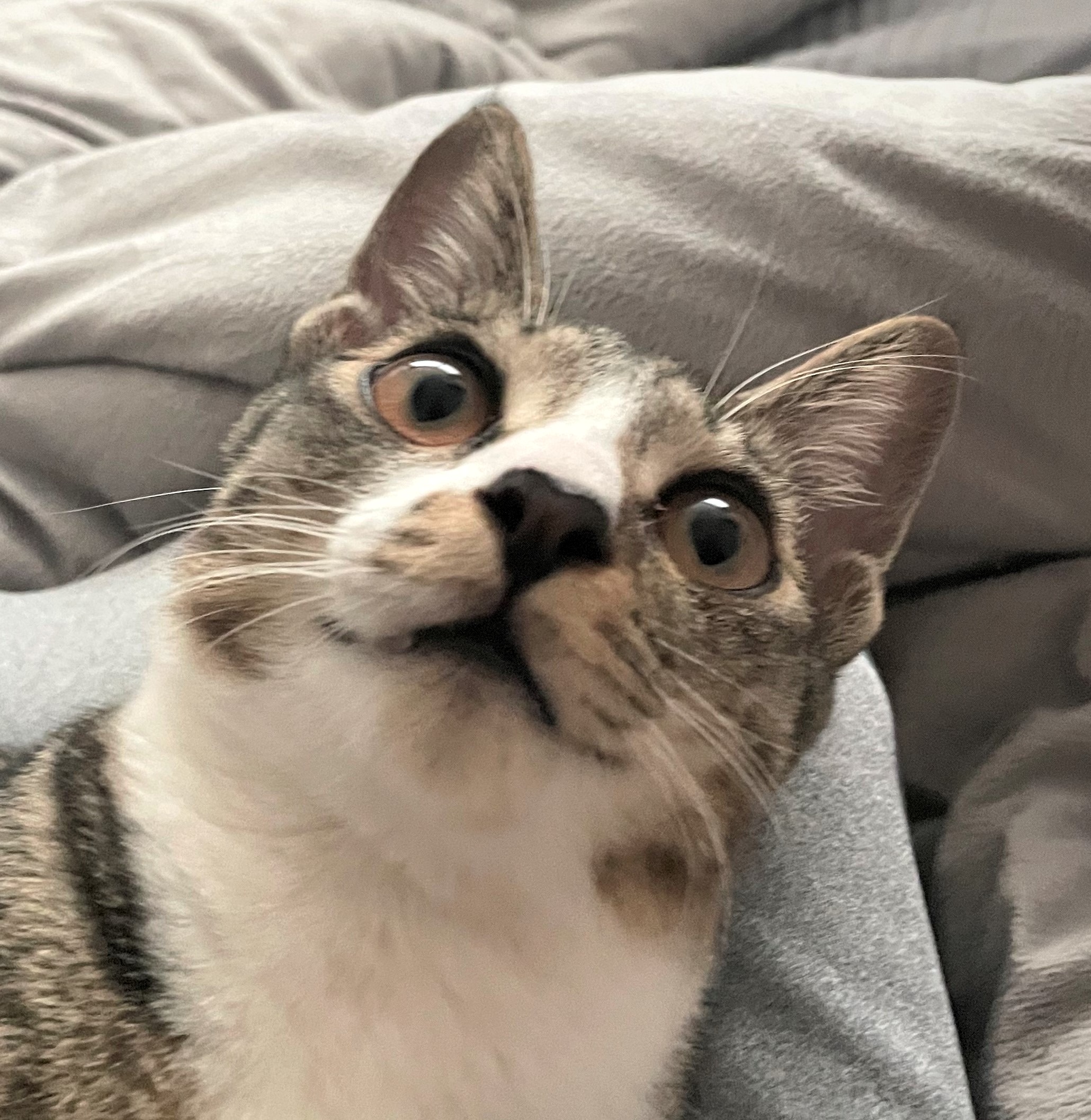 카이아