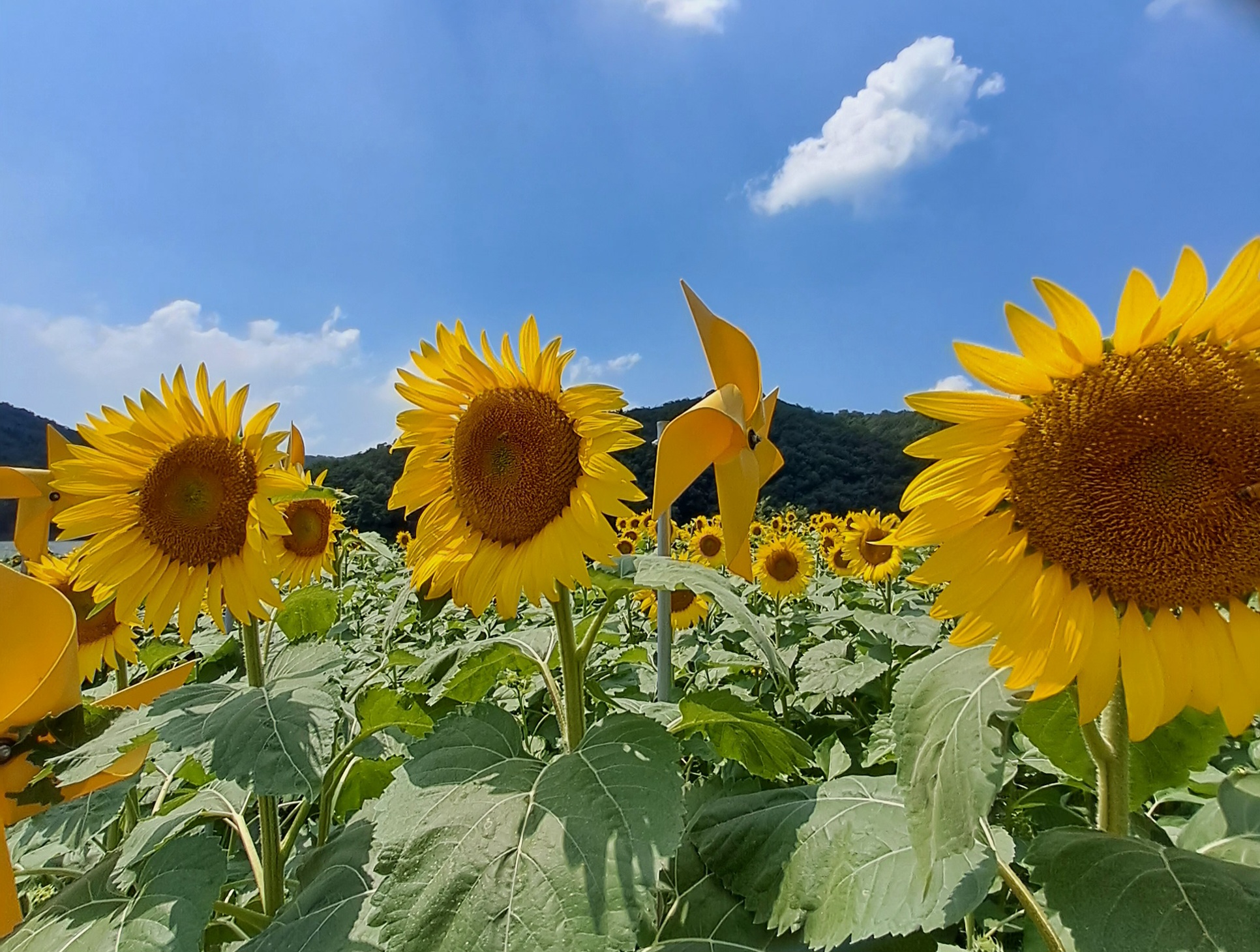 프로필사진