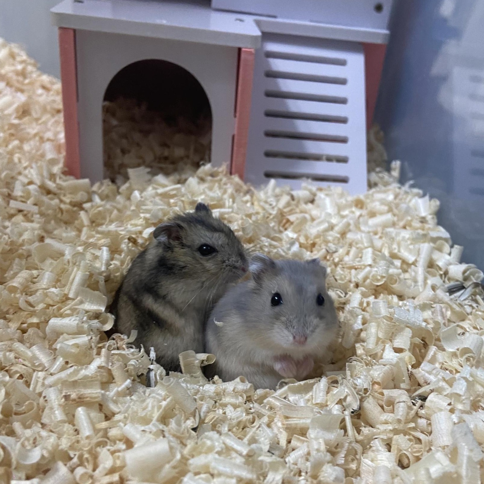 프로필사진