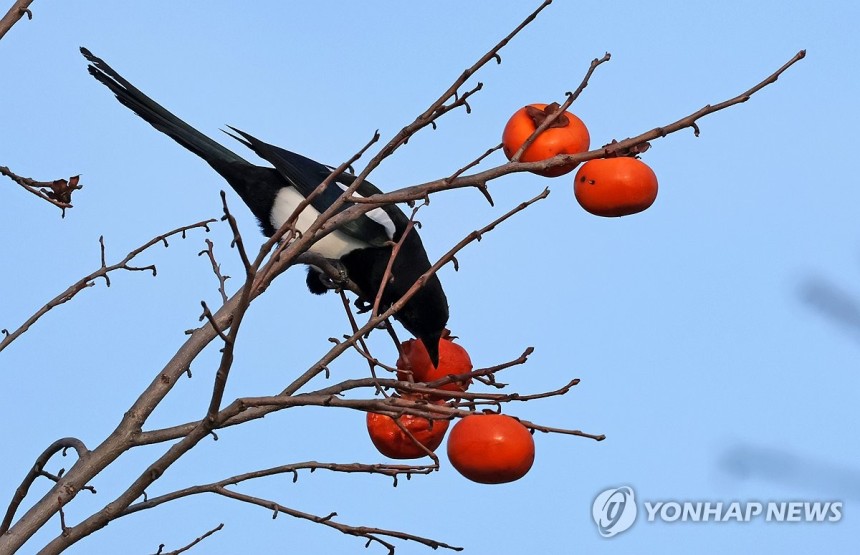 프로필사진