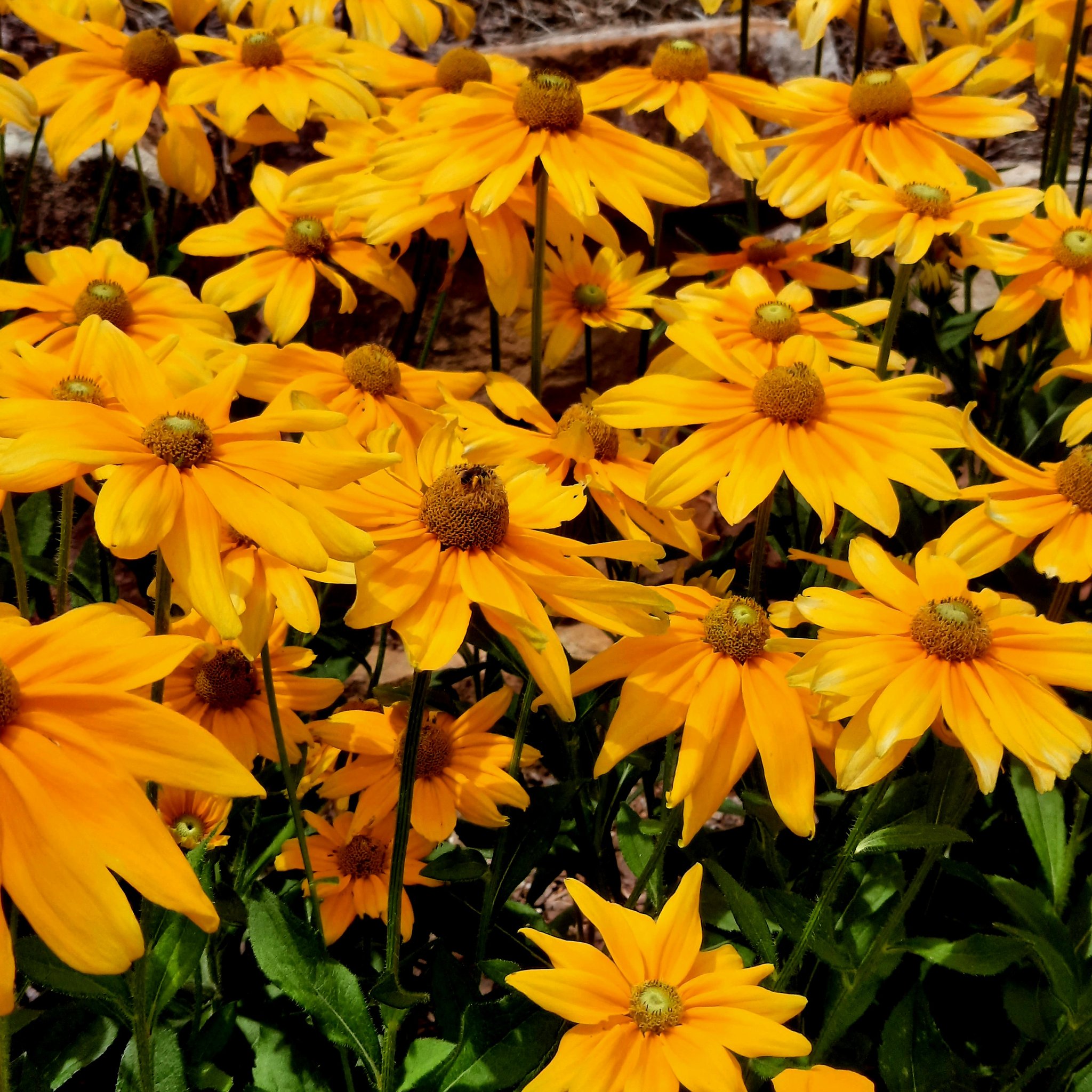 blog profile img