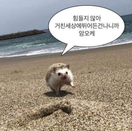 프로필사진