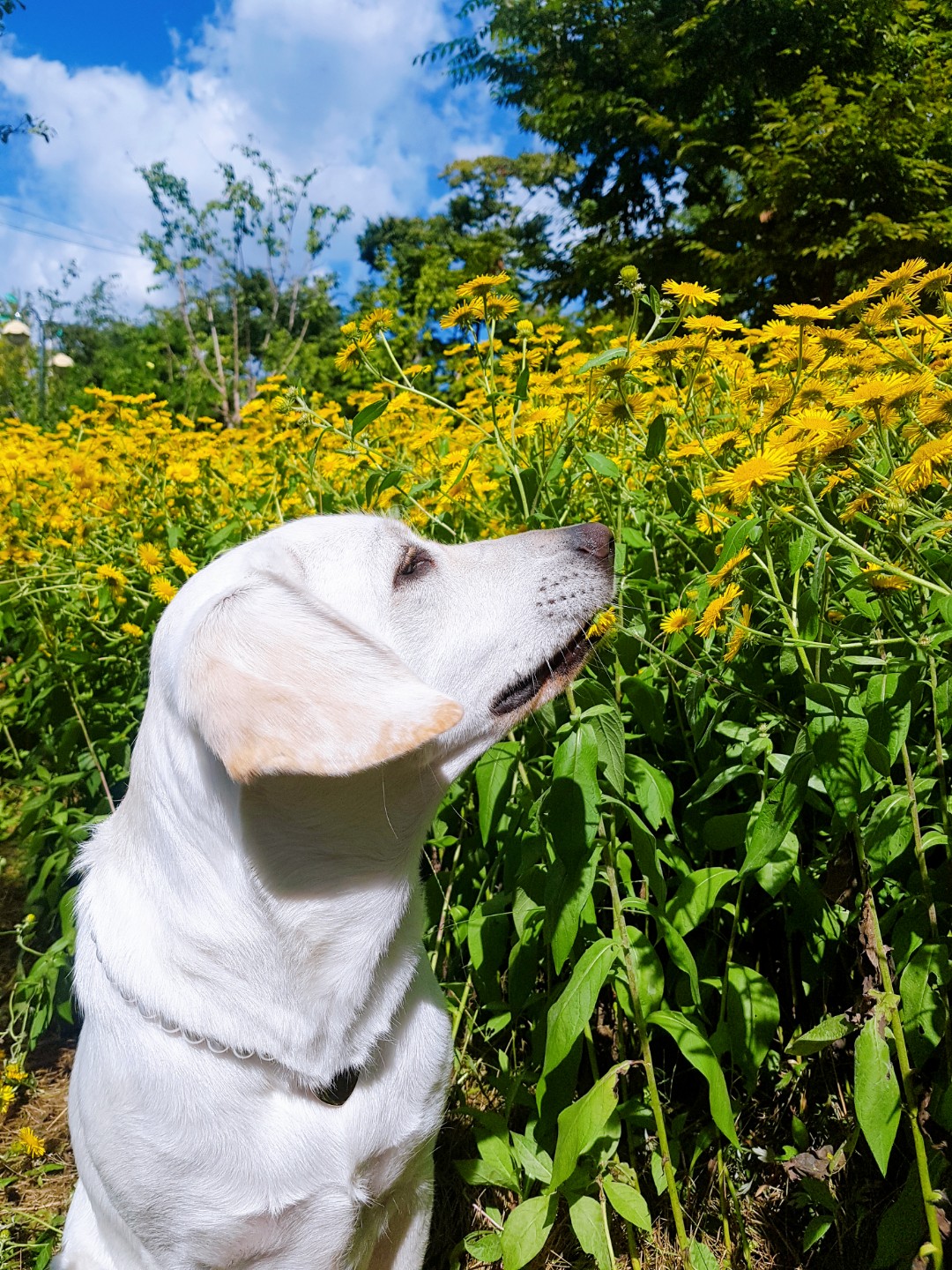  Dog Cystitis 