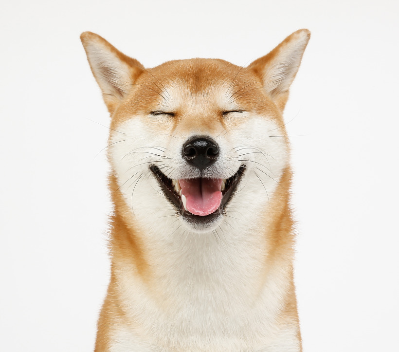 Tistory profile picture for @shiba