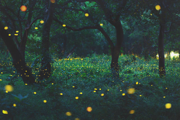 Tistory profile picture for @fireflies