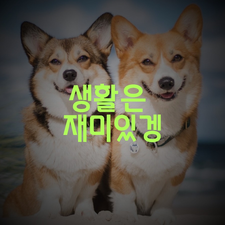 프로필사진