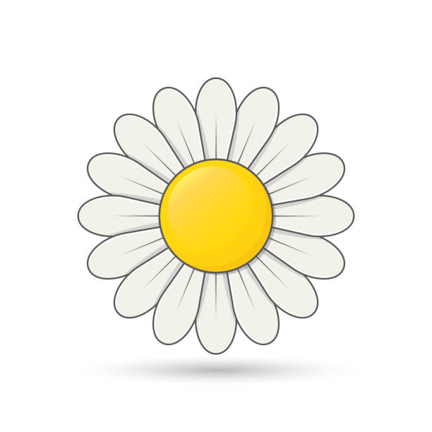 Tistory profile picture for @daisies