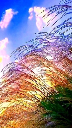 b60d43c990fc4c32ac58c0e752b755b8