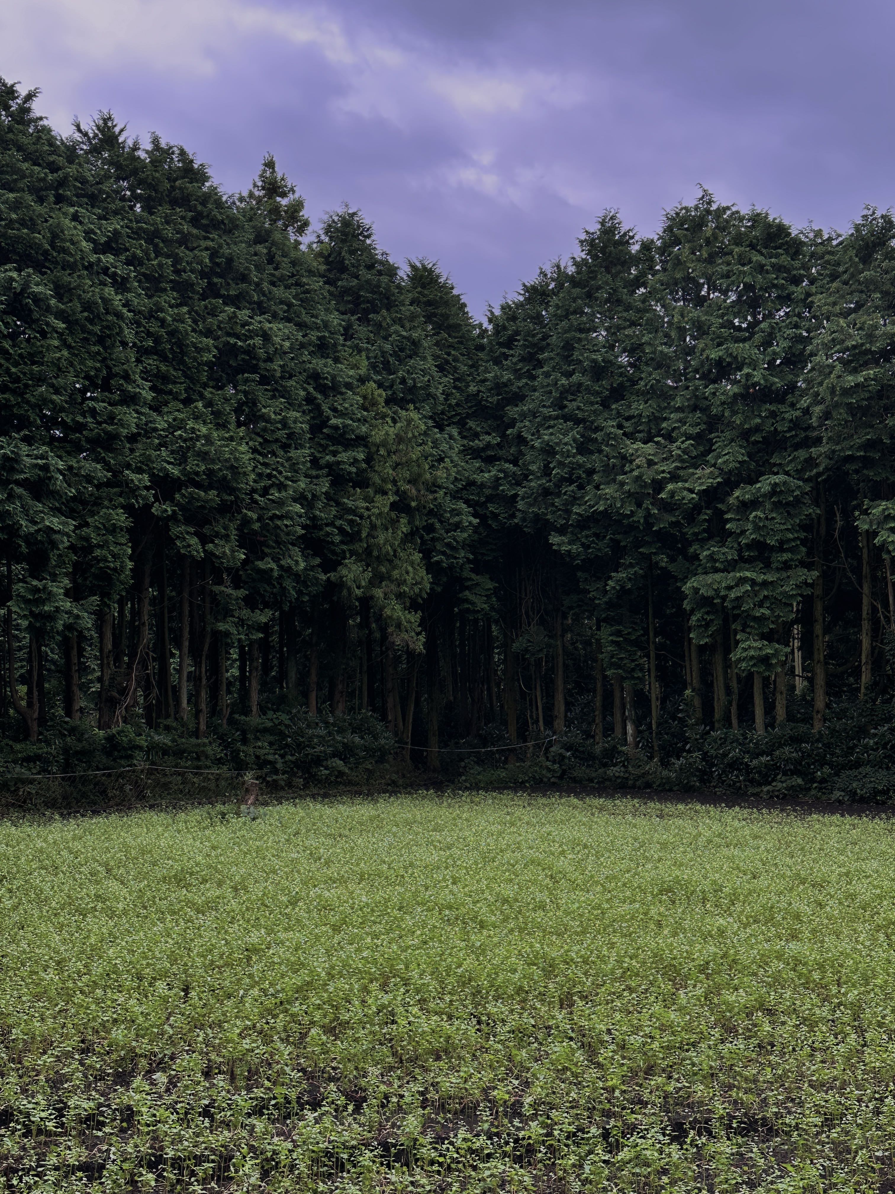 Tistory profile picture for @arboretum