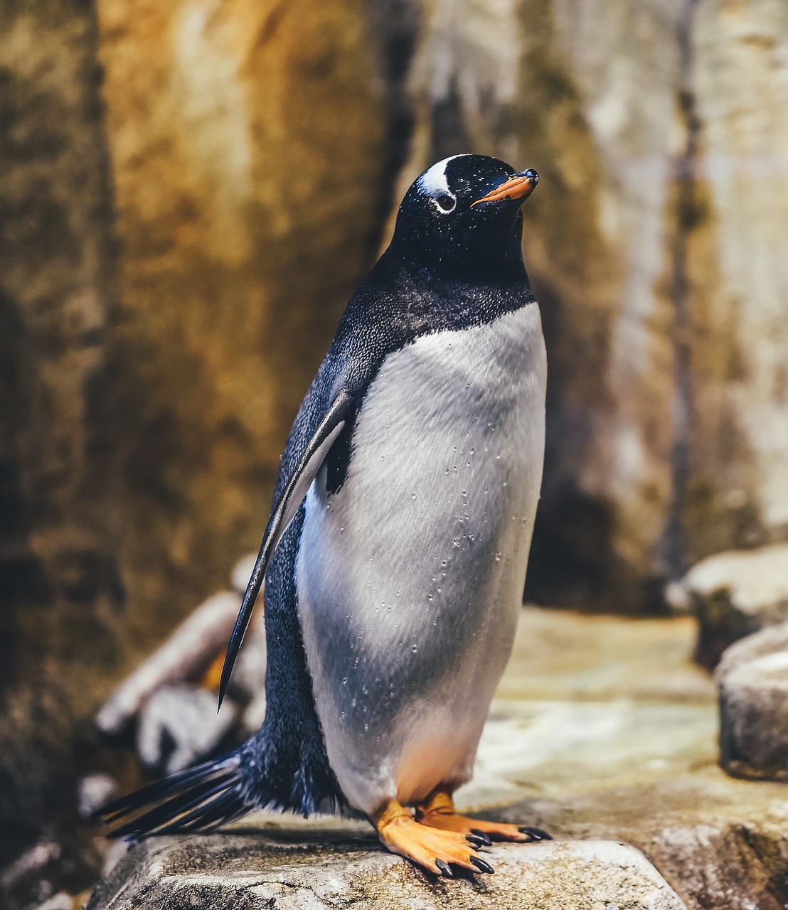 Pengi