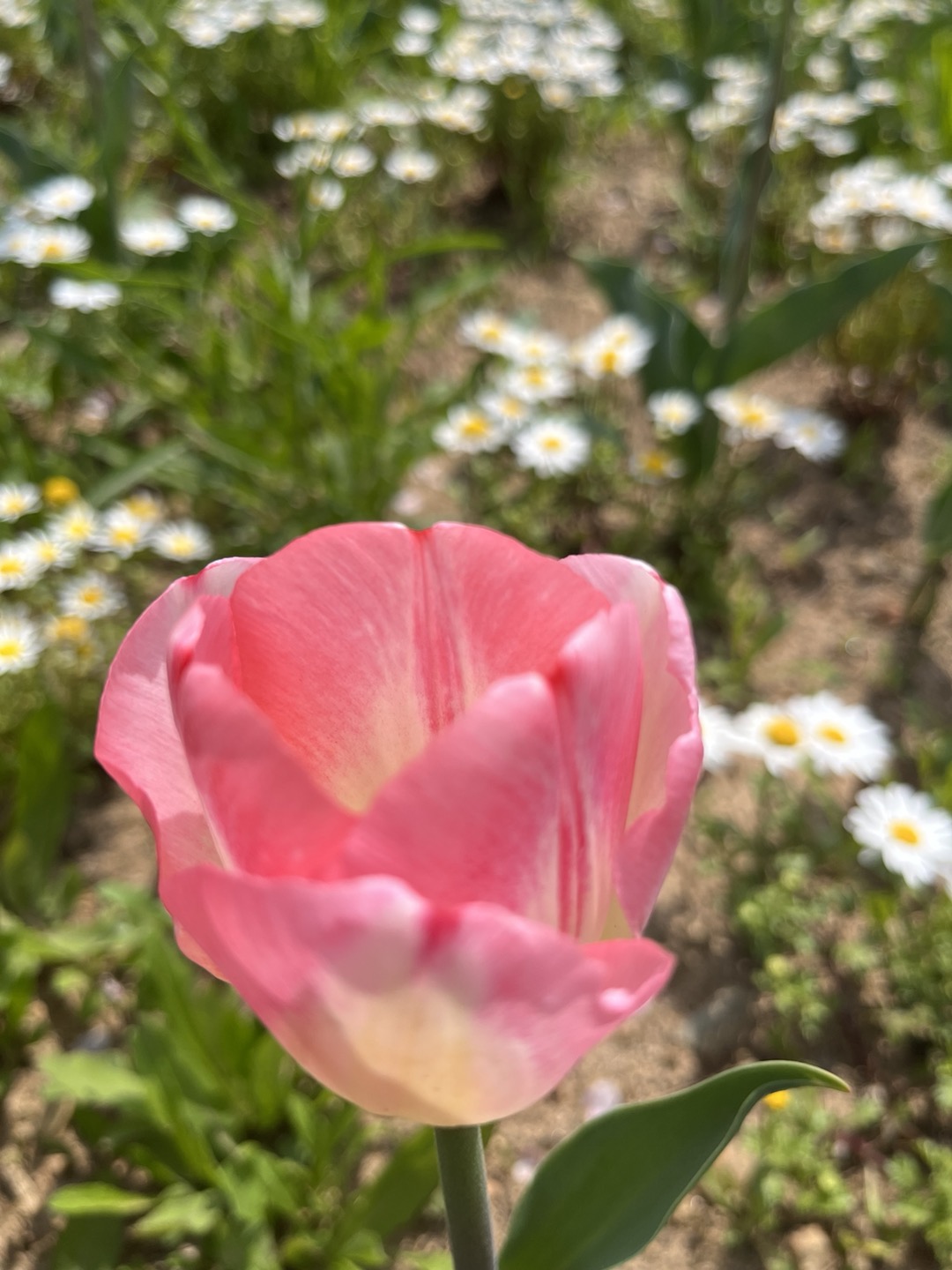 프로필사진