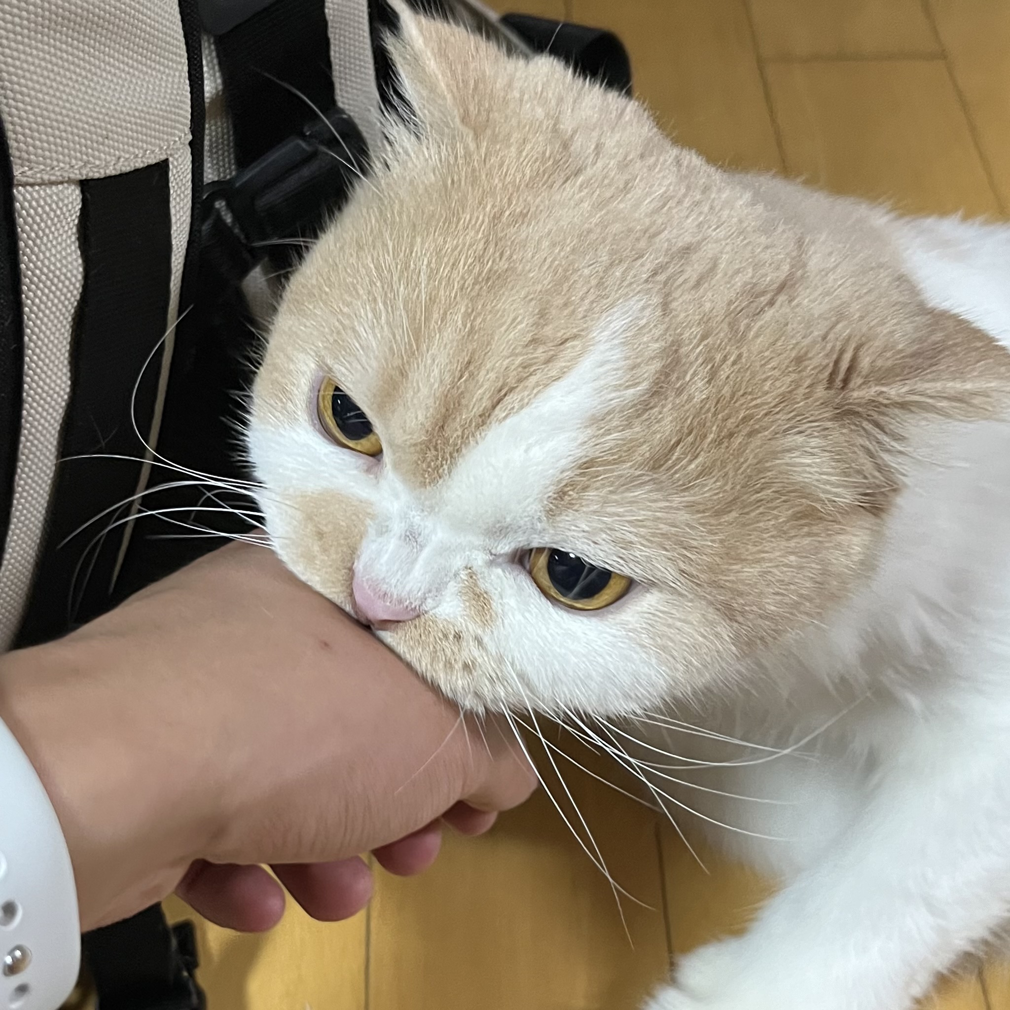 호두가코딩했어요