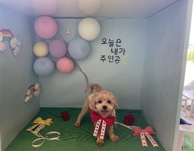 wool_