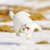 Tistory profile picture for @ferret