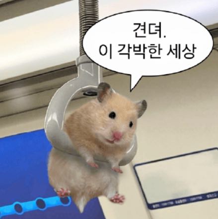 프로필사진