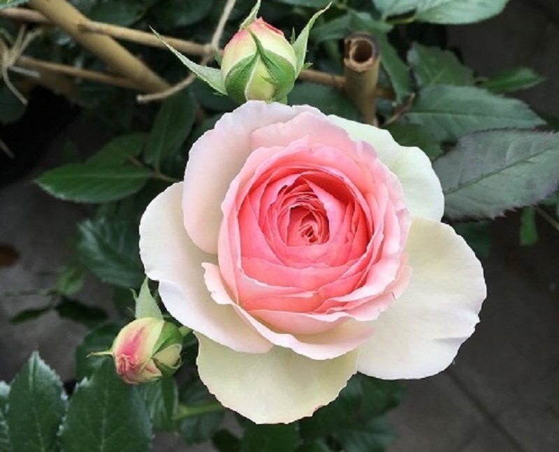 블로그 이미지