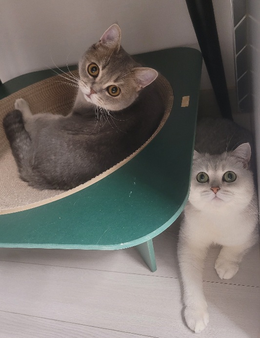 블로그 이미지