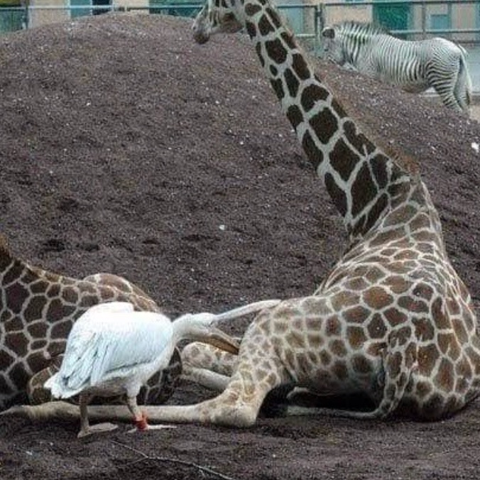 입질하는 펠리컨