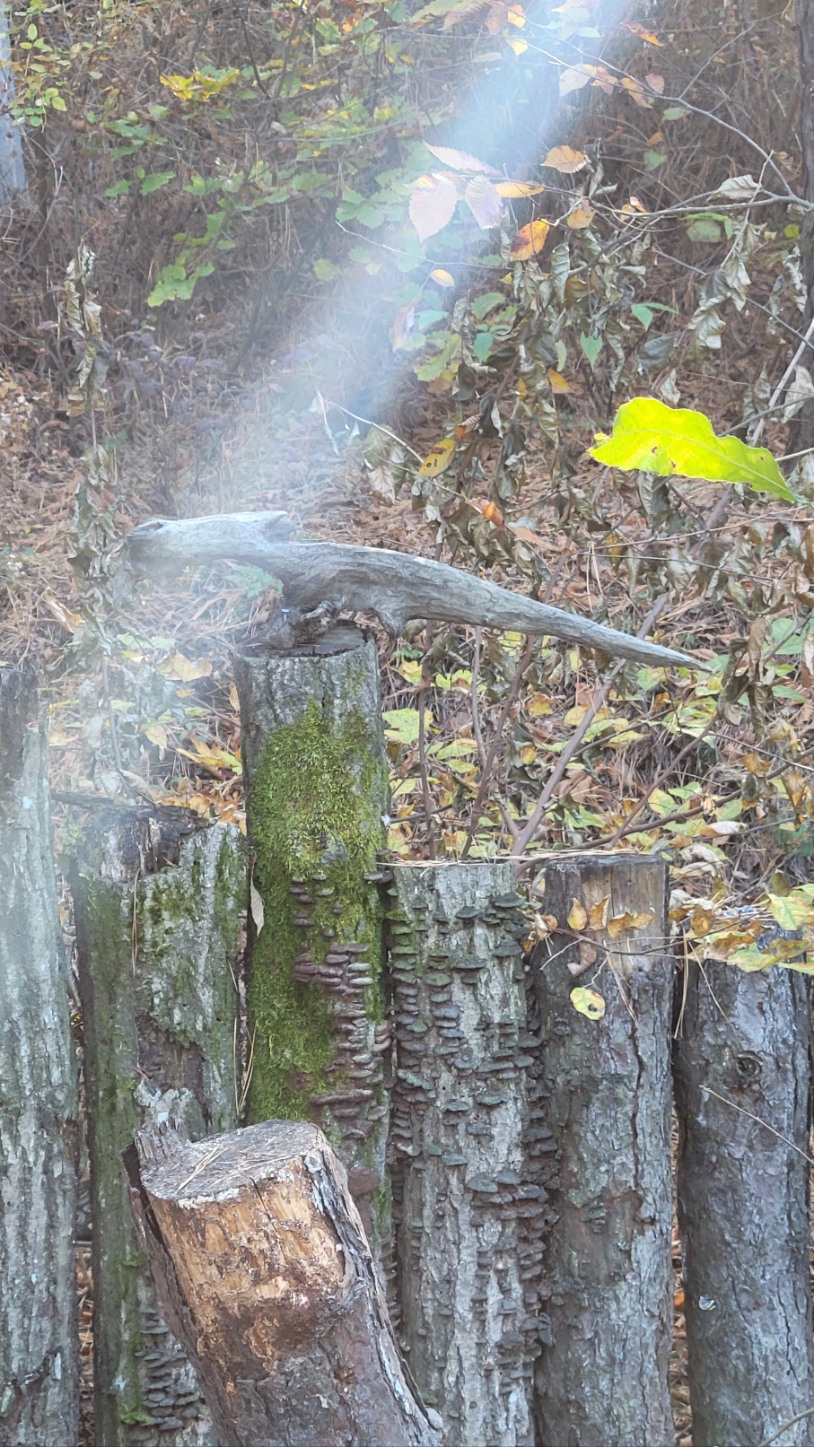 프로필사진