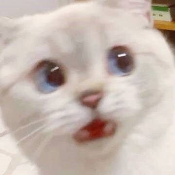 프로필사진