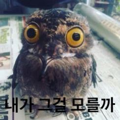 프로필사진