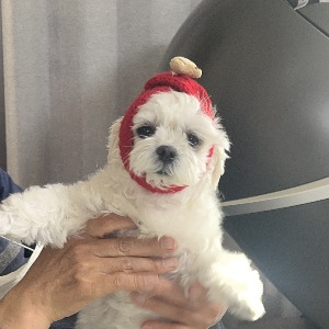 개발새발개발자_