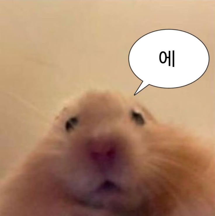 프로필사진