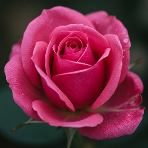 프로필사진