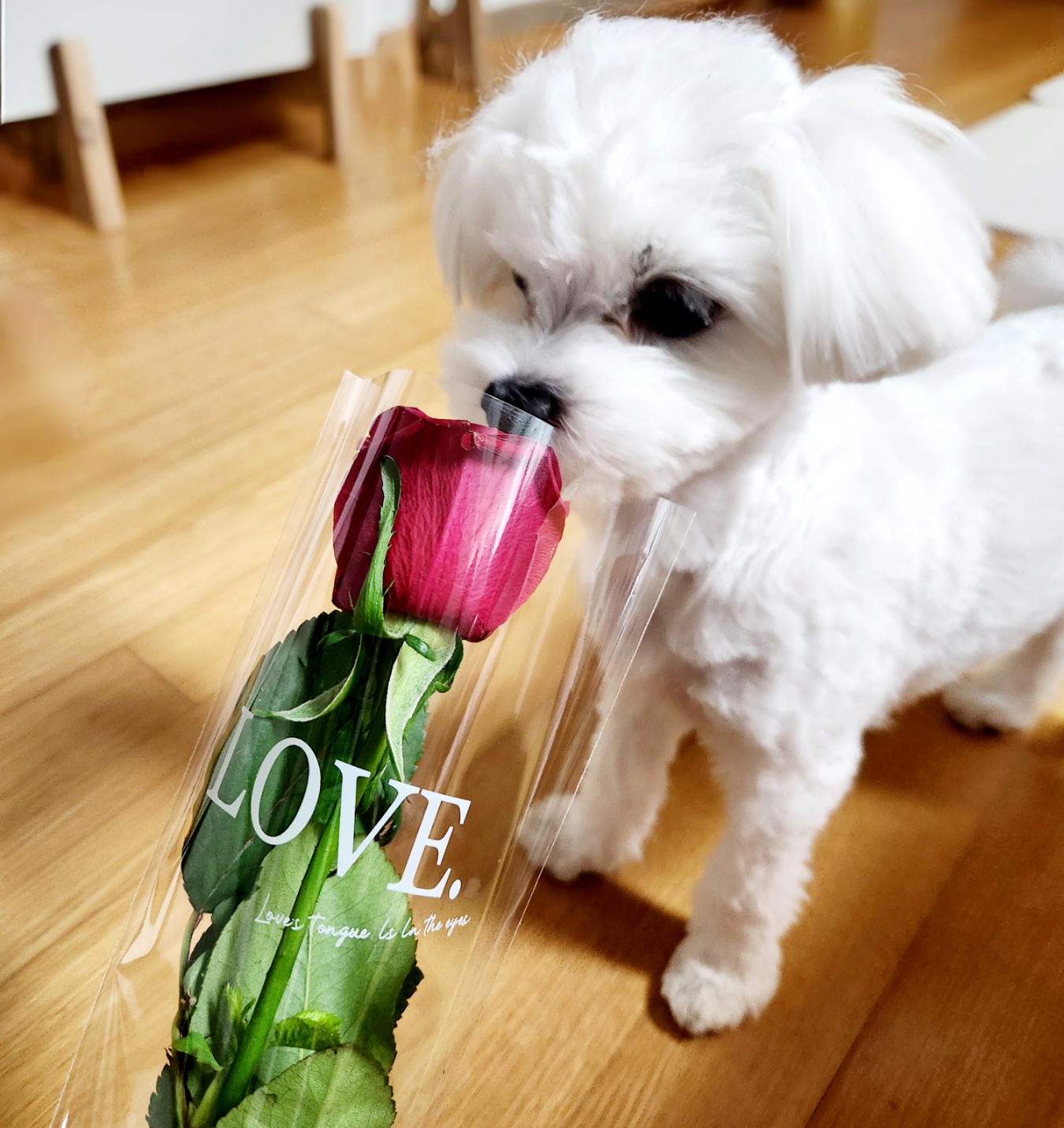 프로필사진