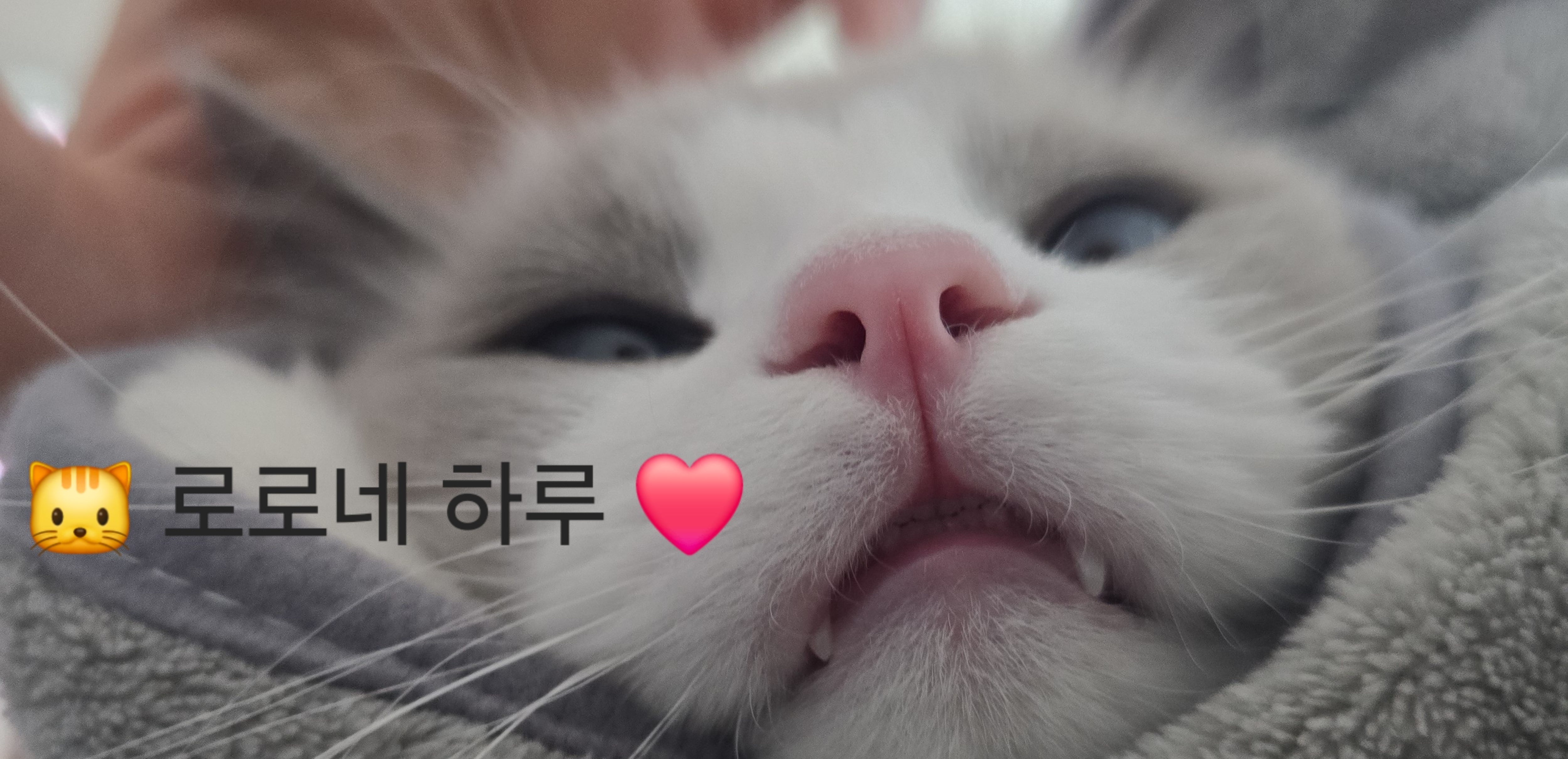 로로네 하루
