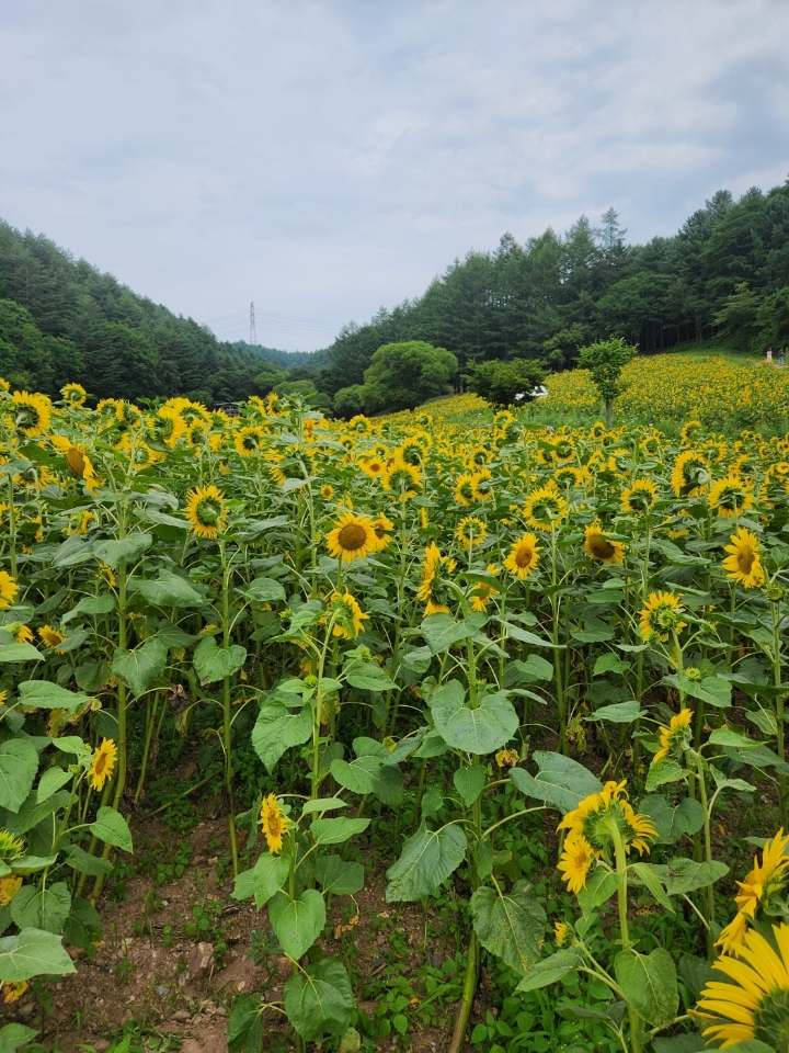 프로필사진