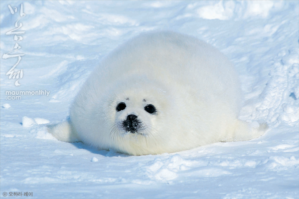 Tistory profile picture for @seals